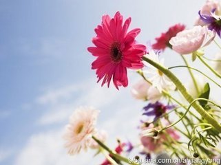 【作文大赛】我的心里有一朵波斯菊