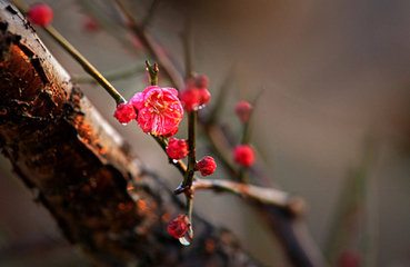 枯树梅花